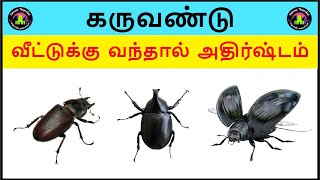 karuvandu veetukul vanthal enna palan  கருவண்டு வீட்டில் வந்தால் [upl. by Enitselec]