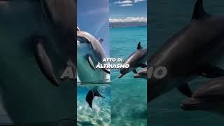 Il delfino Moko una storia Altruista delfino animali short shortsvideo shorts shortsviral [upl. by Val358]