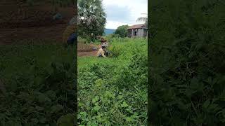 099 🌼🥭🍀 RuralLiving CountryLife CountryCharm VillageLife CountryScenery [upl. by Eed]