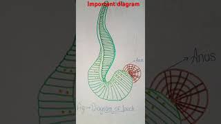 Annelida Ex earthwormnerisleechArthropoda cockroach 🪳 prawn 🦐 silkworm diagram in this video [upl. by Dunseath]