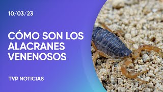 Cómo diferenciar los alacranes venenosos de los que no lo son [upl. by Asiralc357]