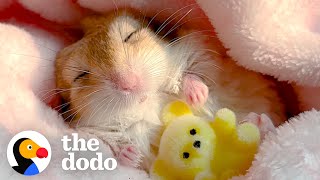 Gerbil Insists On Being Swaddled For His Naps  The Dodo [upl. by Ober839]