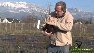 How to plant a gooseberry bush [upl. by Faires829]