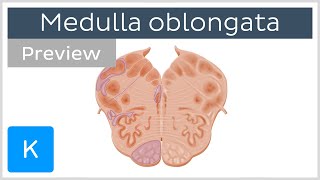 Medulla oblongata vagus nerve level preview  Human Anatomy  Kenhub [upl. by Nerot]