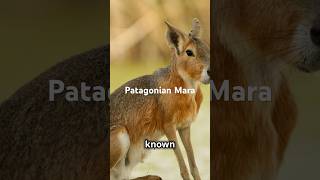 Patagonian Mara A Unique Journey [upl. by Dorelia816]