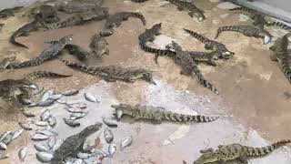 Oneyearold crocodile consuming food [upl. by Bramwell]