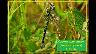 Коромысло синее Aeshna cyanea Самец [upl. by Nisa194]