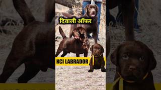 Kci chocolate labrador puppy for sale  shortvideo shorts short dogvideo [upl. by Aiselad30]