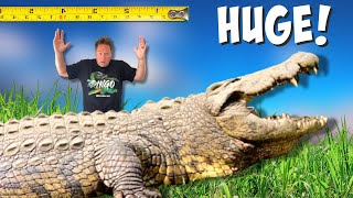 I Found The Worlds Biggest Nile Crocodile [upl. by Anaitit833]