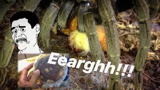 A very very JUICY TARANTULA FEEDING video   Tarantula CANDY [upl. by O'Donovan626]