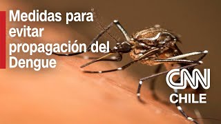 Dengue en Chile Las medidas que se están aplicando para prevenir [upl. by Atiekram]