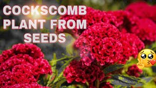 How to grow cockscomb plant from seed [upl. by Yeznil67]