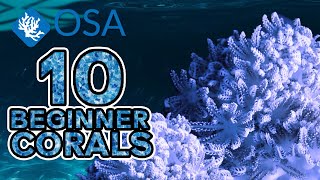 XeniaAnthelia  10 Beginner Corals [upl. by Nairdad]