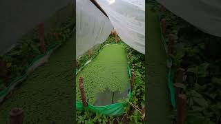 AzollaAzolla FarmingLow cost feedAzolla farming in Simdega FartilizerSimdegaJharkhand [upl. by Nitneuq]