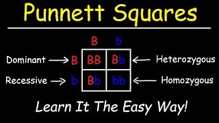 Punnett Squares  Basic Introduction [upl. by Mcmaster282]