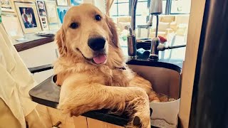 100 Funny Golden Retrievers Dog Videos will make you laugh your HEAD OF 😂 [upl. by Knepper]