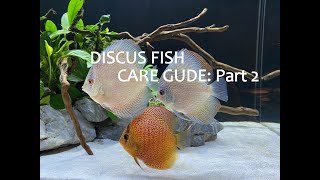 DISCUS FISH CARE GUIDE FEEDING WATER CHANGES and MEDICATIONS  Part 2 of 2 [upl. by Noemis]