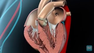 How do heart valves function [upl. by Tterb]