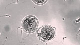 Interacting sperm and egg [upl. by Manlove]