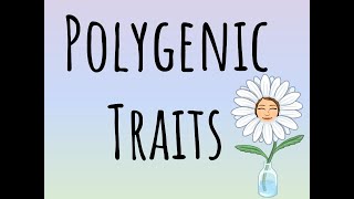 Polygenic Traits [upl. by Berthe]