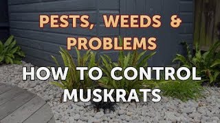 How to Control Muskrats [upl. by Yhtak]