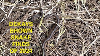 Dekays Brown Snake find of 2024 [upl. by Nywnorb]