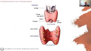 Anatomia e Fisiologia  Endocrino Ghiandole [upl. by Ttereve]