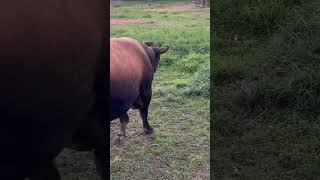 Bucky being a good beefy puppy cow cowvideos farmer farming farm cooking [upl. by Leigha]