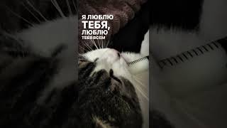 shortvideo fup youtube youtubeshorts rge рекомендации переписка ytshorts я люблю тебя ❤ [upl. by Arabella912]