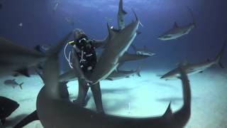 Cristina Zenato  Tonic immobility in sharks [upl. by Nerro376]