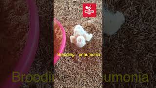 Brooder pneumonia in chicks poultrytek poultrytips aspergillosis shortsyoutube poultry [upl. by Kendrah]