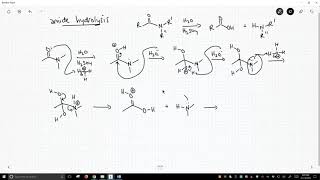 mechanism of amide hydrolysis [upl. by Malley]