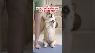 Top 5 Hypoallergenic Dog Breeds for Allergy Sufferers dogbreeds subscribemychannel [upl. by Enait]