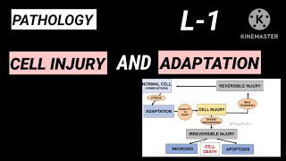 General Pathology  CELL INJURY AND ADAPTATION  L1  mbbs2ndyear gabavibes07 pathology [upl. by Idieh]