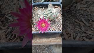 Echinocereussucculentscactus [upl. by Ecineg]