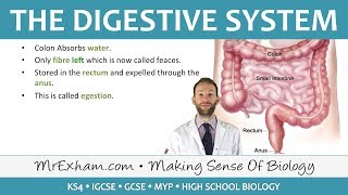 The Digestive System  GCSE Biology 91 [upl. by Celia]