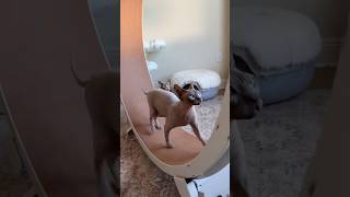 Kiri’s first time sprinting on the wheel 🛞 sphynx cat hairlesscats asmr [upl. by Laro]