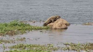 Powai lake crocodile Saurabh Bhandari Photography [upl. by Hamlen196]