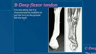 AFFECTIONS OF THE METACARPUSMETATARSUS 1Contraction of digital flexor tendons [upl. by Ernie]