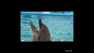 dolphinarium  Pattaya [upl. by Fachan952]