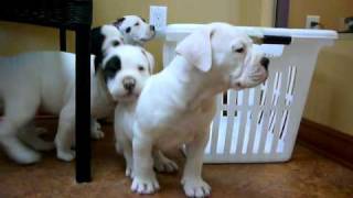 American BUlldog puppies [upl. by Sykleb]