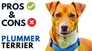 Plummer Terrier Pros and Cons  Plummer Terrier Dog Advantages and Disadvantages [upl. by Hellah238]