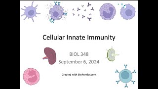 Immunology Fall 2024 Lecture 5 Cellular Innate Immunity [upl. by Llehsim]