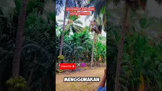 Pemanjat kelapa muda pro shortvideo vidioshort fypシ゚viral [upl. by Eugenia]