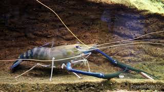 Giant freshwater prawn  Macrobrachium rosenbergii  documentary [upl. by Trebreh738]