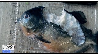 Пираньи убивают друг друга Piranhas kill each other [upl. by Jane]