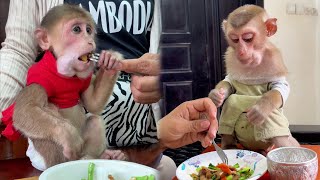 Smart monkey Icy is eating breakfast with mom look delicious  shorts monkey love [upl. by Andrade976]