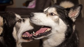 HuskyMalamute Shocked To Hear Best Friend Is Coming To Play [upl. by Leyes]