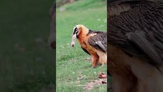 गिद्द क्यों ख़त्म हो रहे है  Fun facts about Vultures vultures shorts [upl. by Maya]