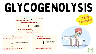 Glycogenolysis  In just 3 minutes  Biochemistry  Medinare [upl. by Benjie376]